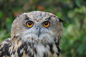 Eagle Owl