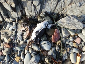 Guillemot washed up on beach at Marloes Sands, 25 Feb 2014